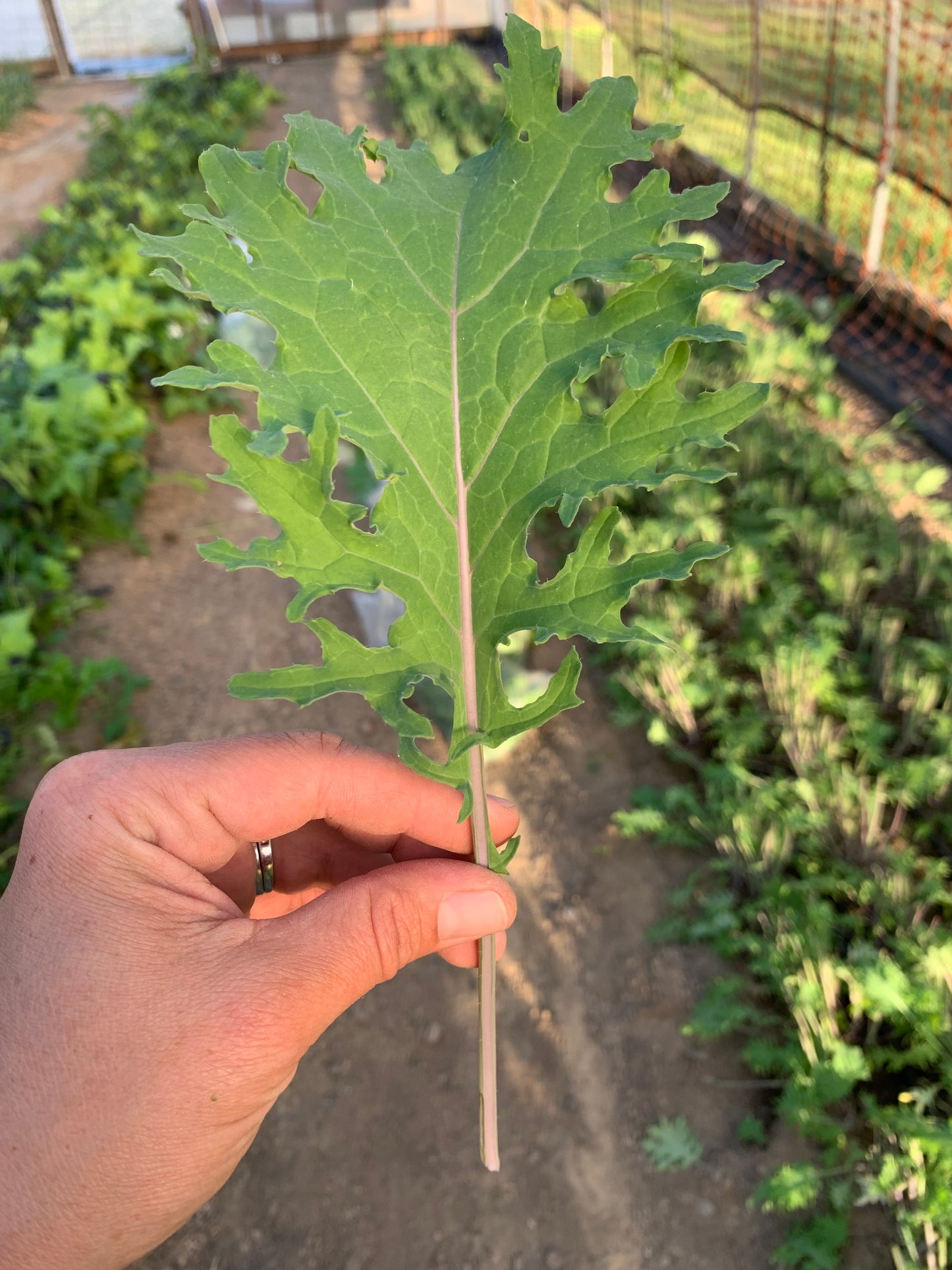 KALE-no spray