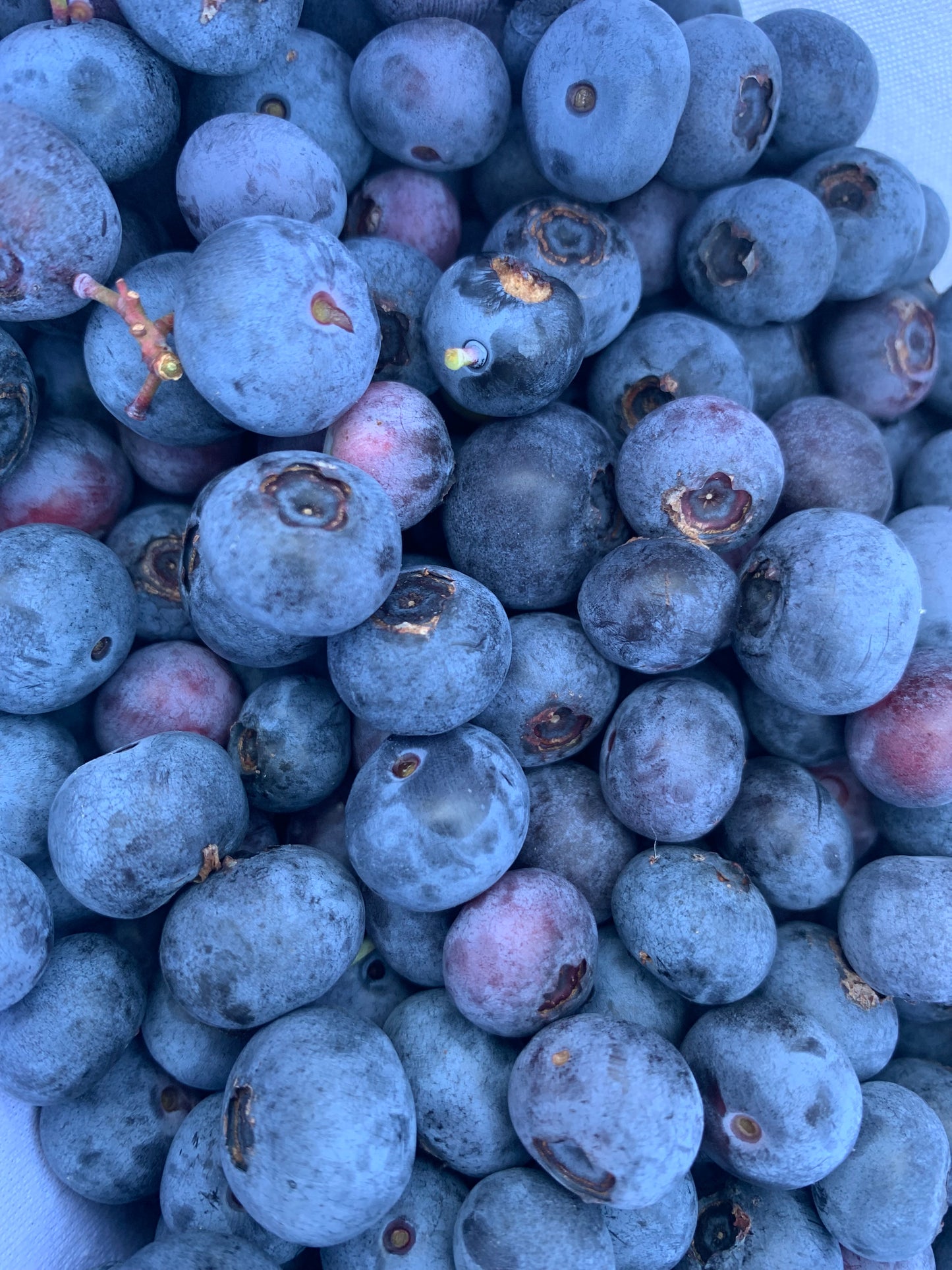 Blueberries (gallon)