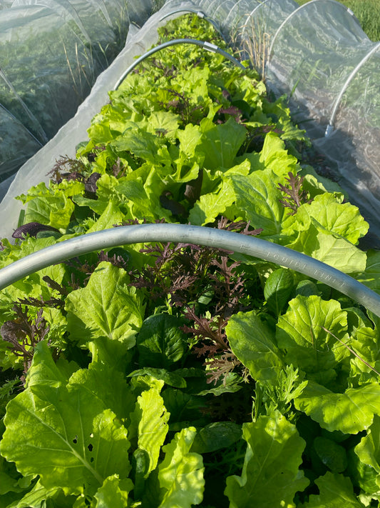 Premium mix salad greens – no spray