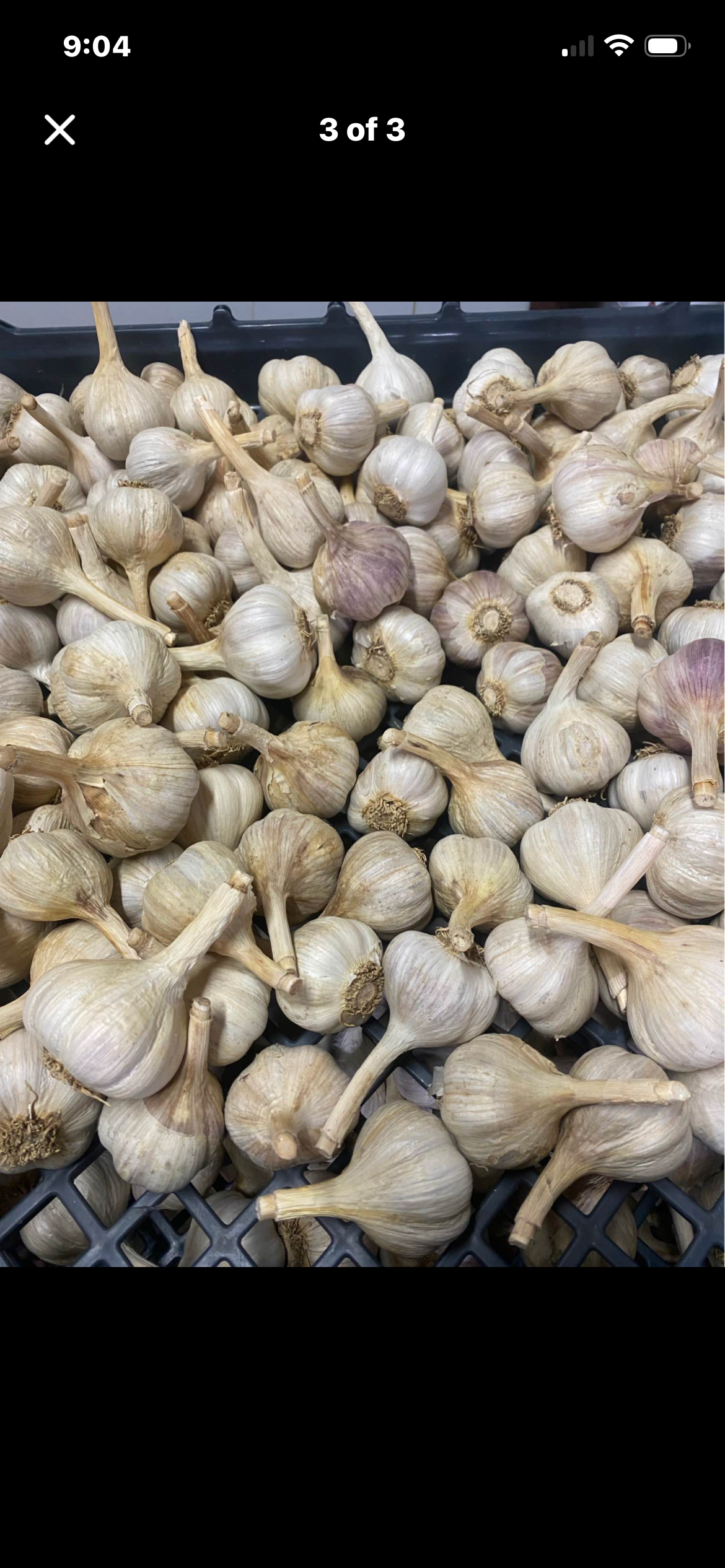 Music Garlic