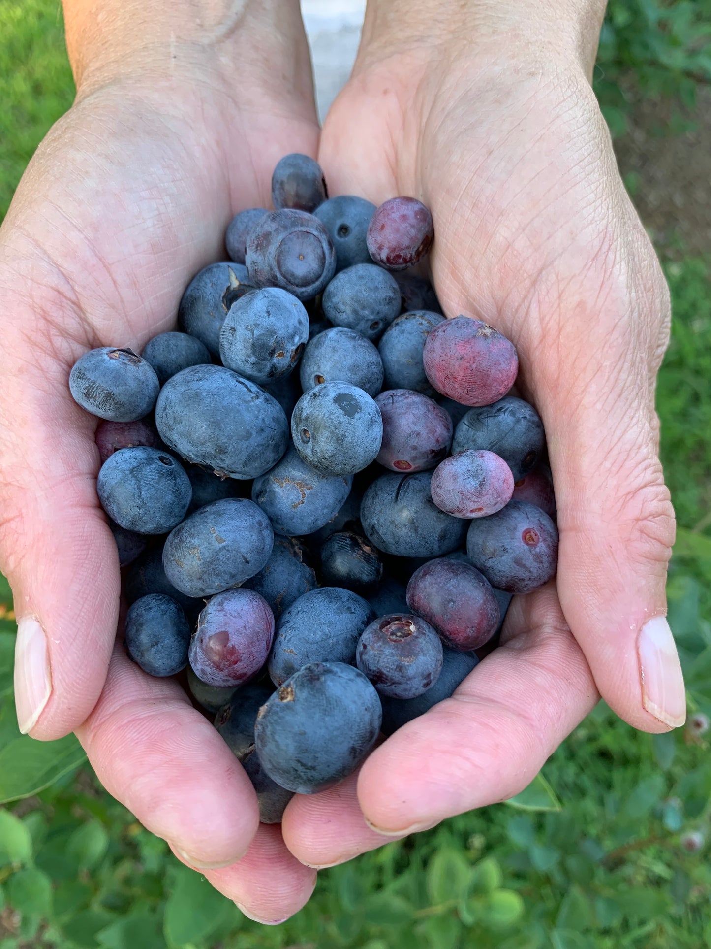 Blueberries (gallon)