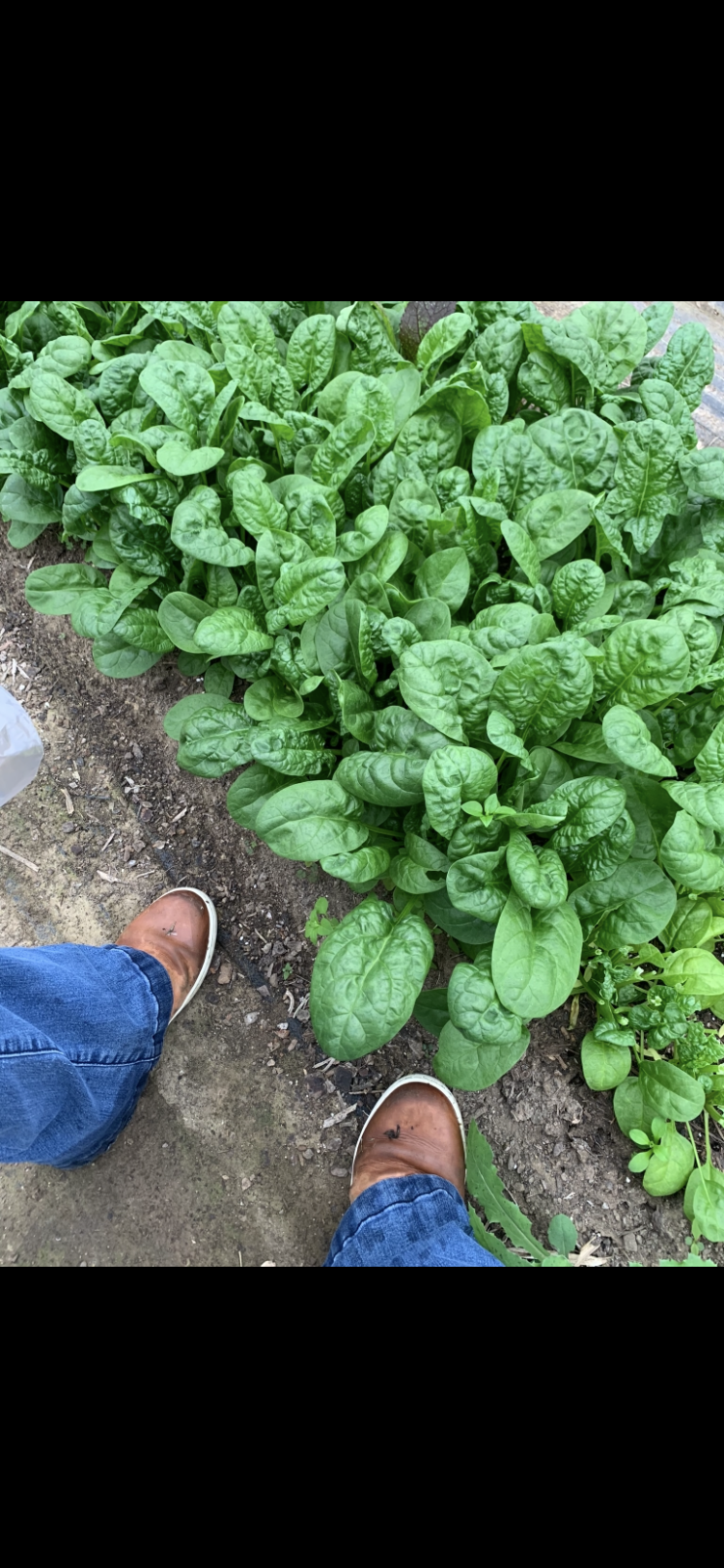 SPINACH-no spray