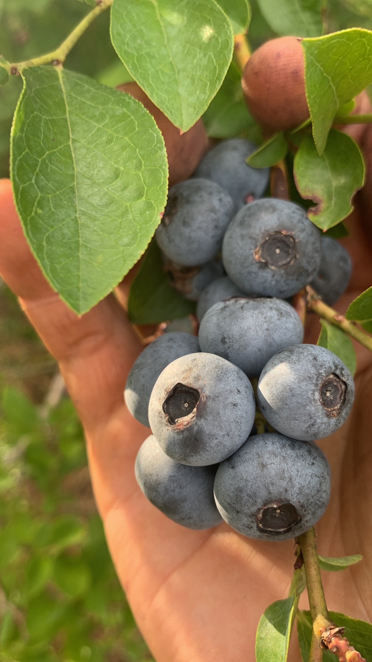 Blueberries (gallon)