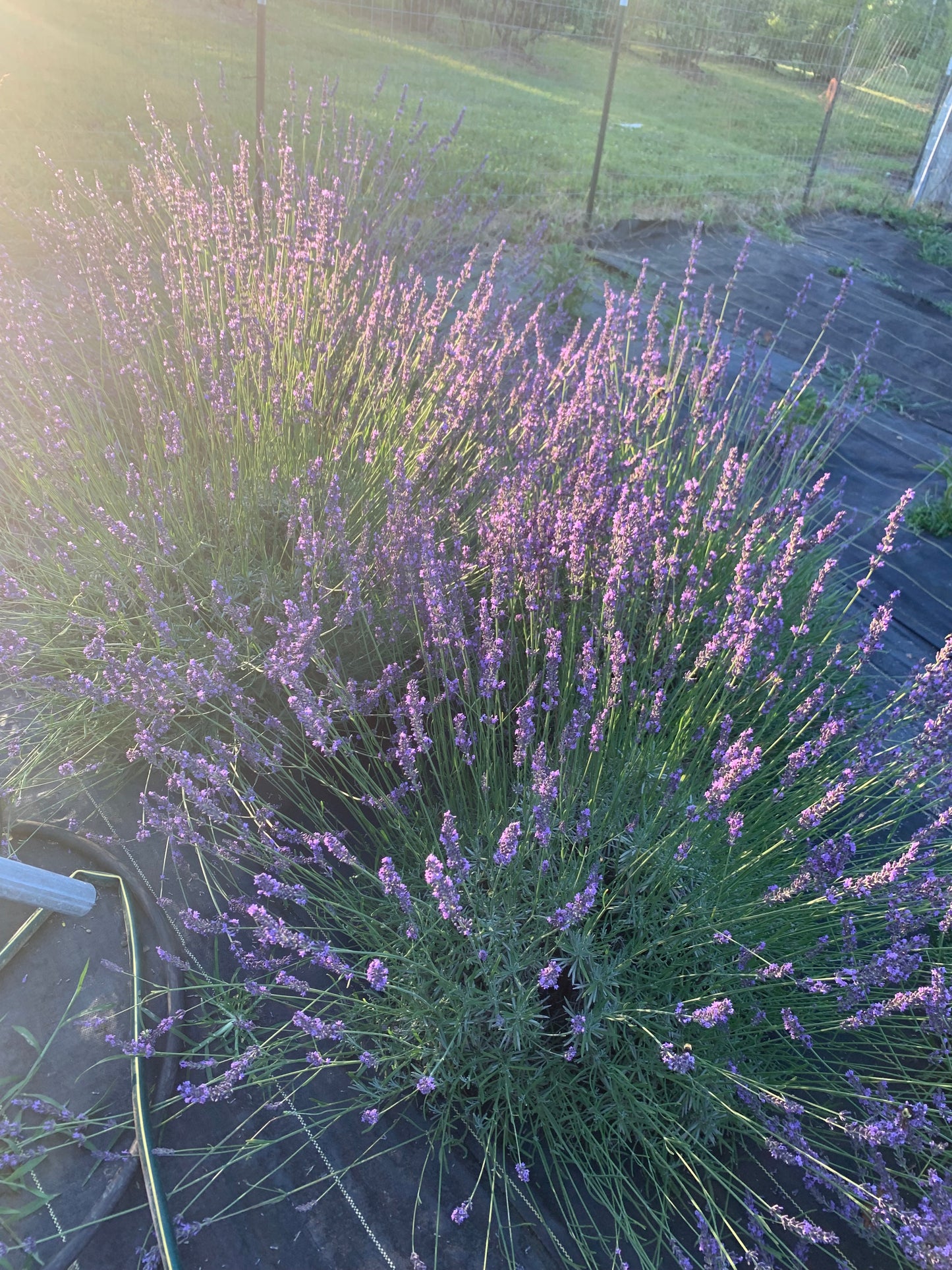 DRIED LAVENDER BUDS